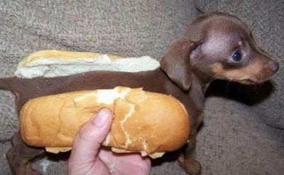 Hotdog-Funny-Animals-Photo1.jpg