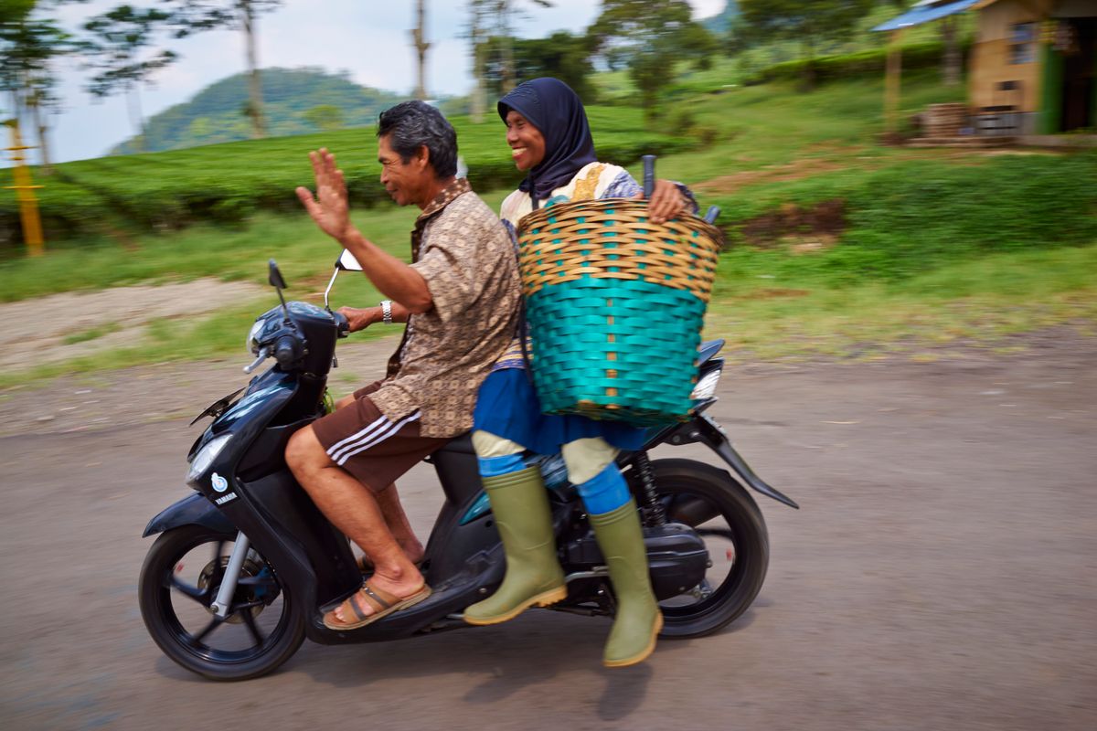 tea farm in indonesia