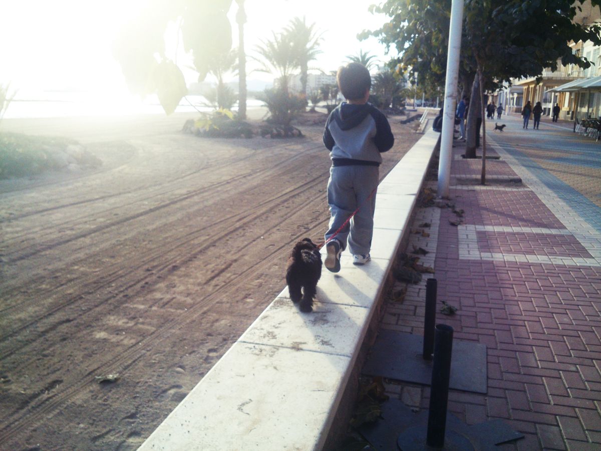 Los cachorros de paseo