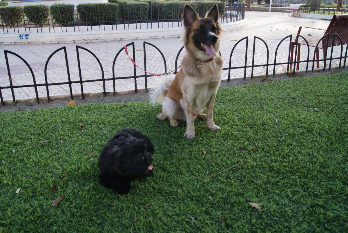 Los cachorros Niko y Coral en el césped 