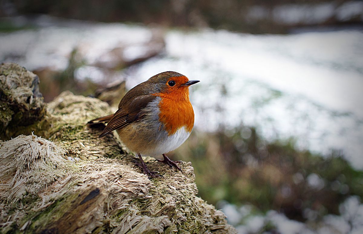 This cheeky boy wouldn't leave me alone in the snowy park :) 