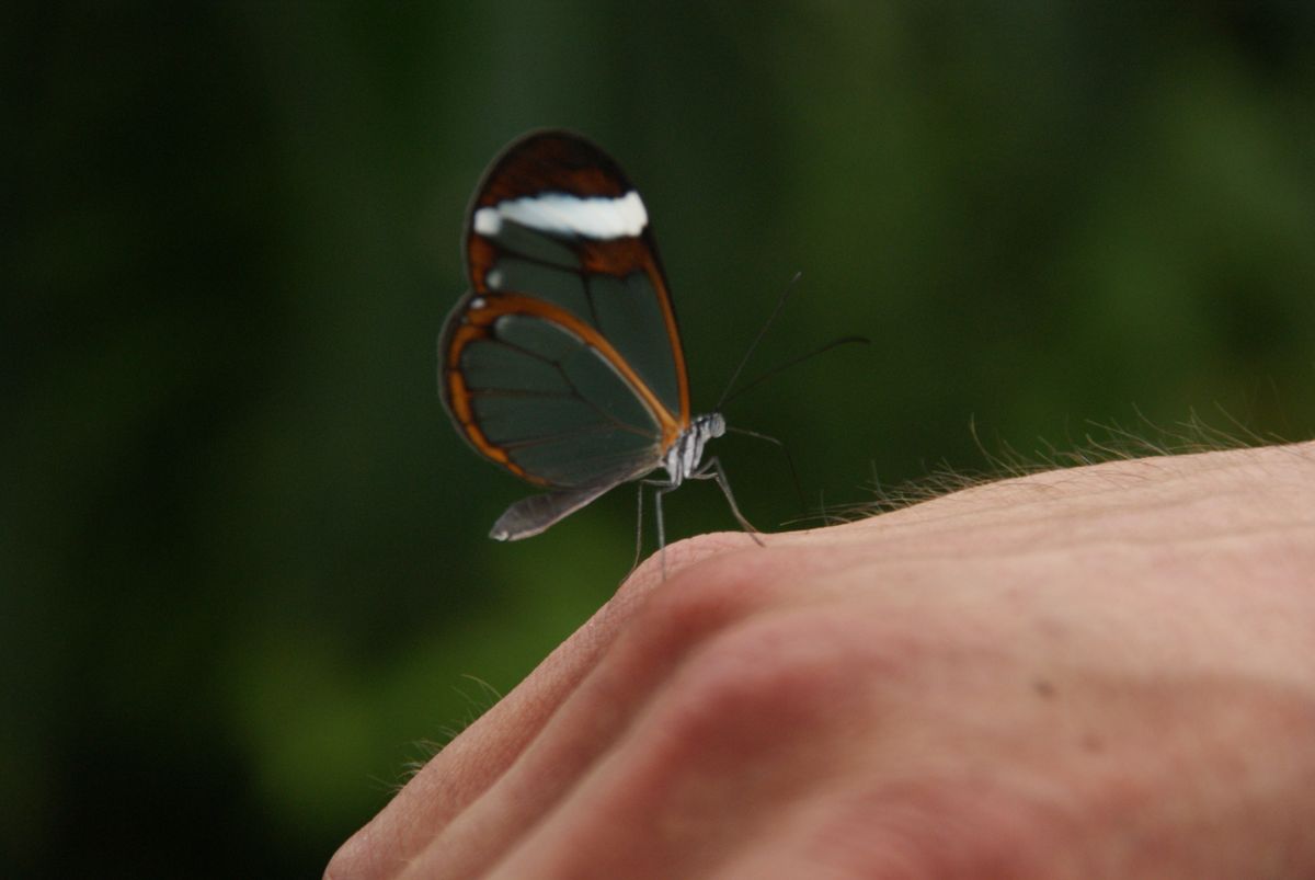 papillon sur une main