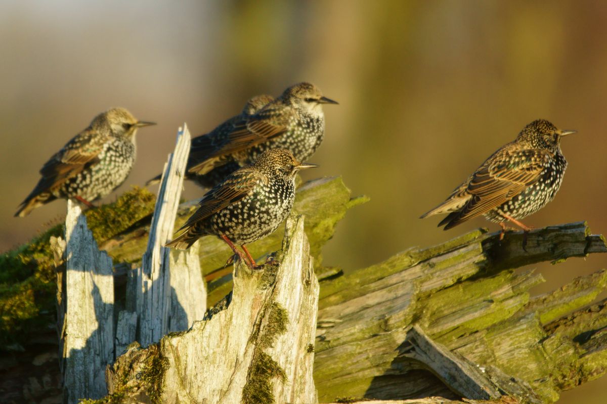 Spreeuwen in de zon