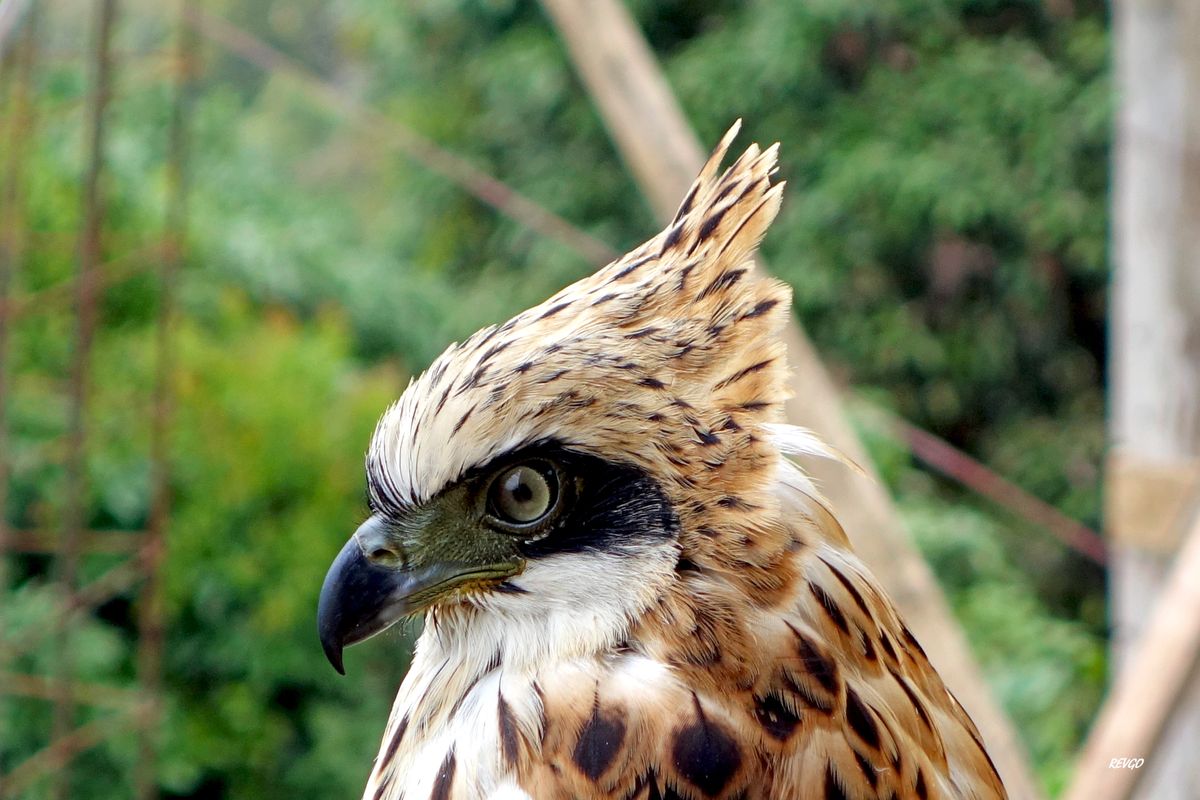 AIGLE SULAWESI