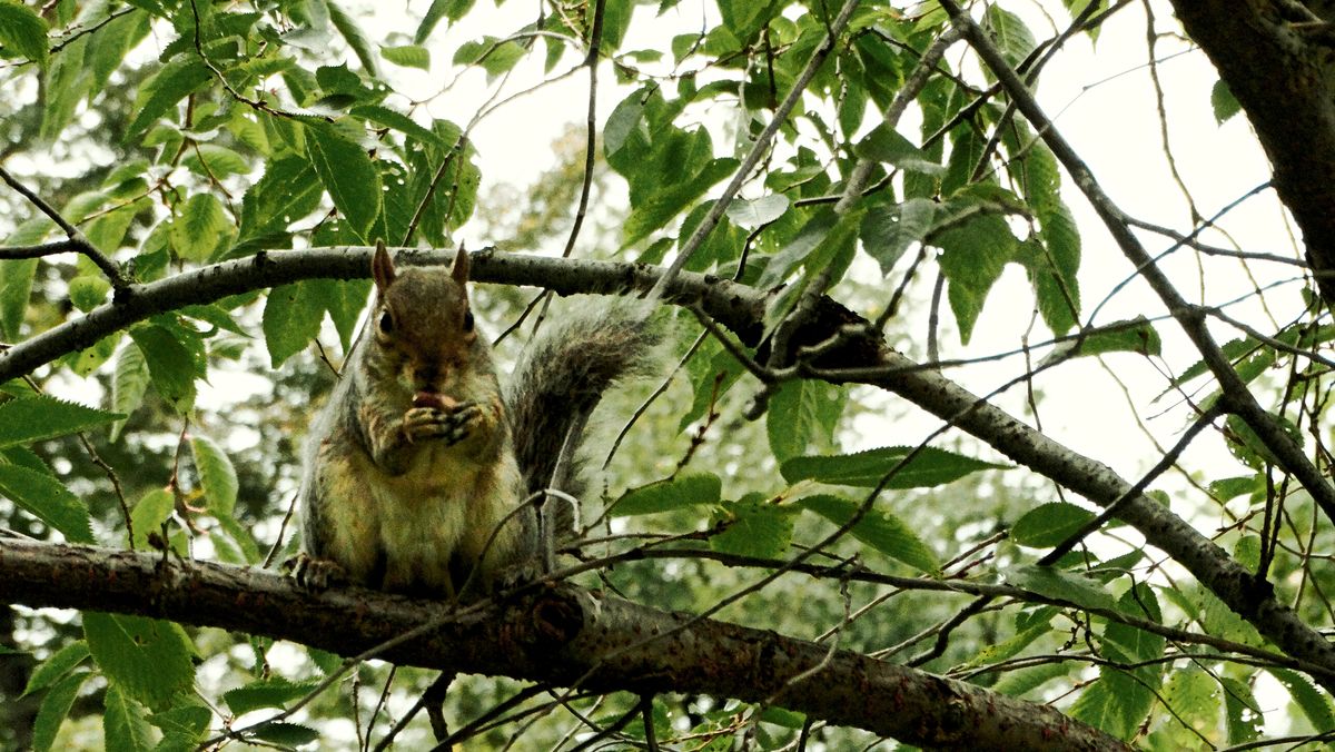 Psychedelic Squirrel 