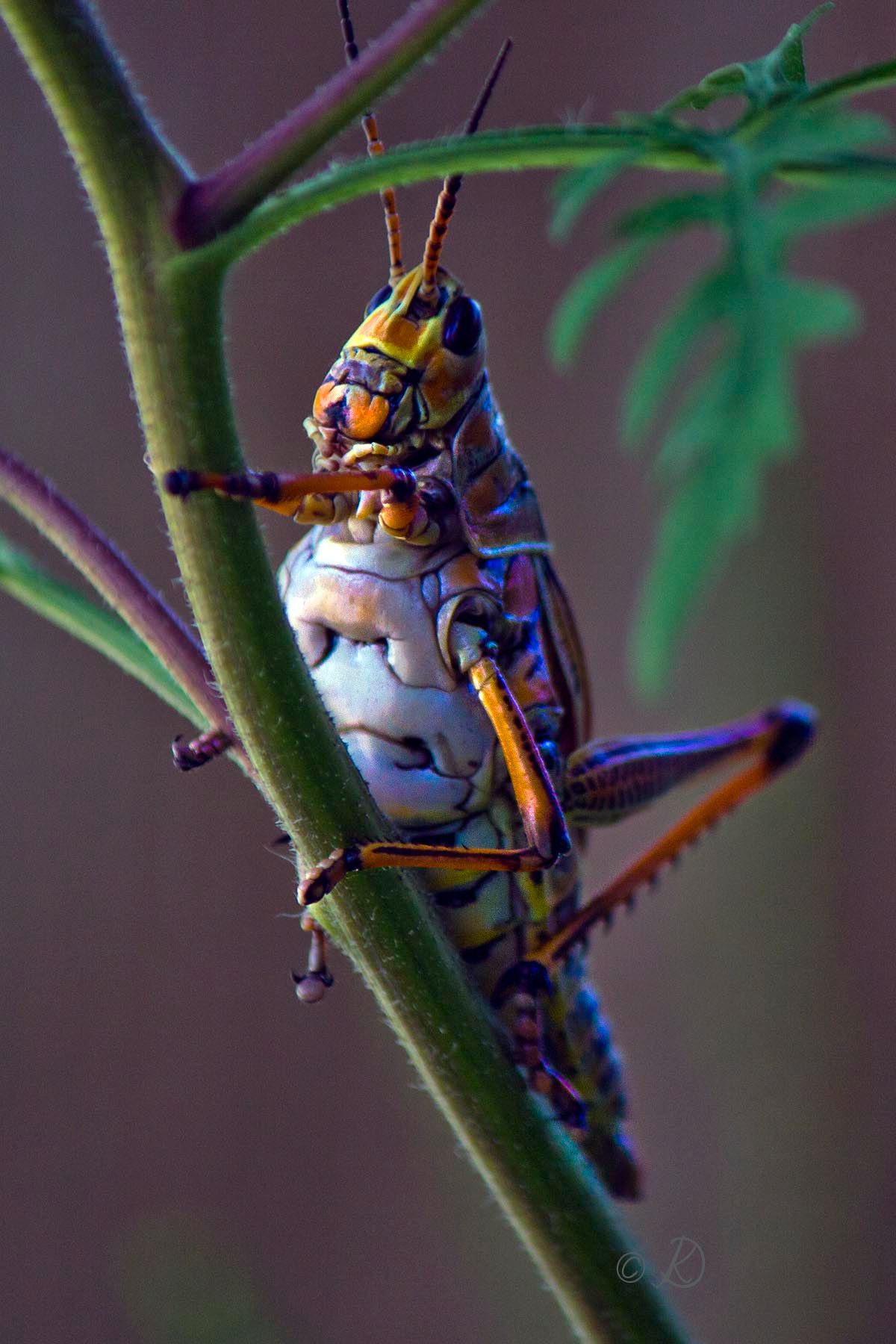 Lubber Grasshopper