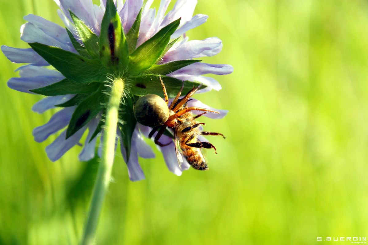 Spider vs. Bee