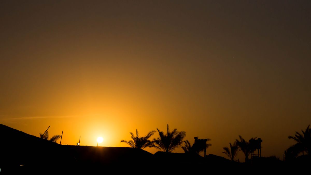 Palm trees ,sunset shadow effects 