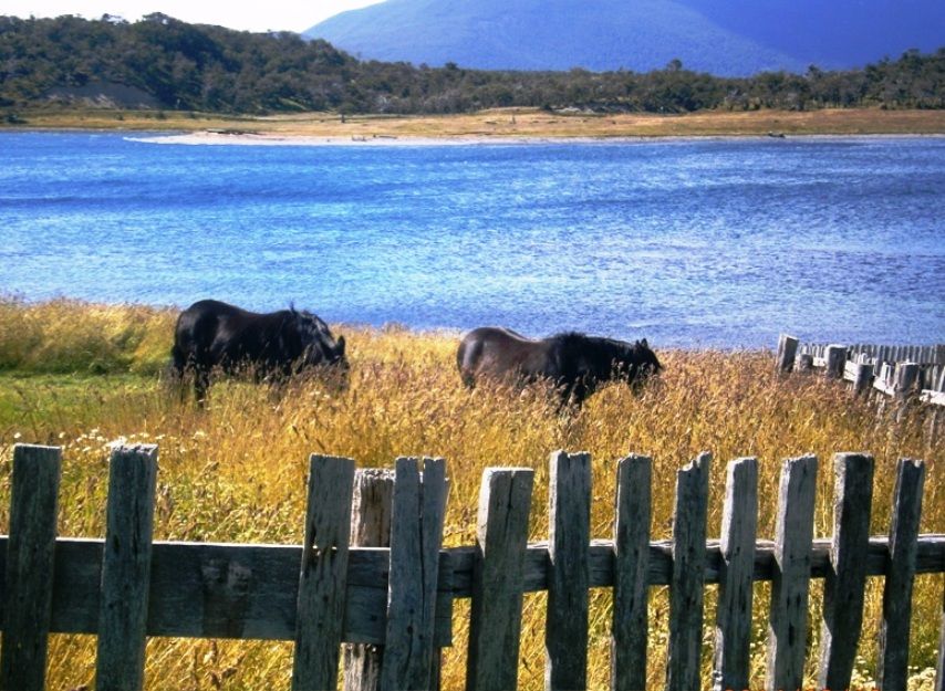 Horses in Harberton Farm - Beagle channel (Argentina)