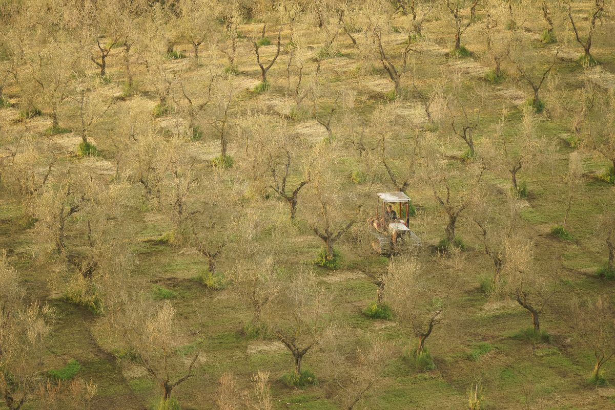 Olive Grove