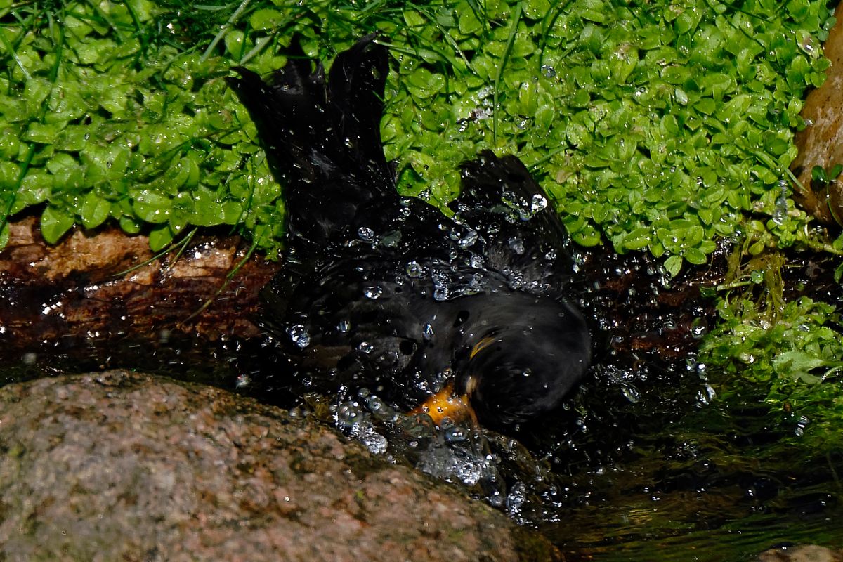 Bild für Forumsbeitrag : "Im Bann der COVID-19 Pandemie, Wildlife im Garten und vor der Haustür ! " ( Diese Aufnahme entstand in APS-C / Super 35mm Modus, mit 900mm / Äquivalent zu 35 mm )