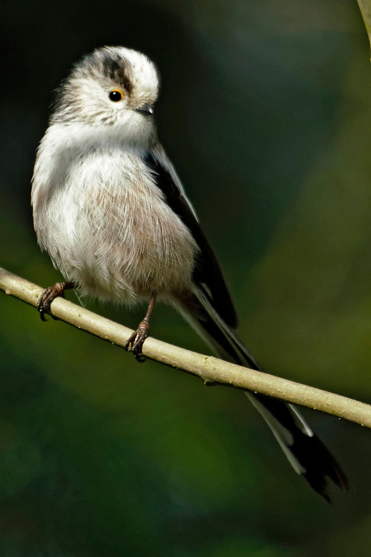 Bild für Forumsbeitrag : https://community.sony.de/t5/termine-treffen-off-topic/im-bann-der-covid-19-pandemie-wildlife-im-garten-und-vor-der/td-p/2753352 ( Diese Aufnahme entstand in APS-C / Super 35mm Modus, mit 600mm / Äquivalent zu 35 mm )