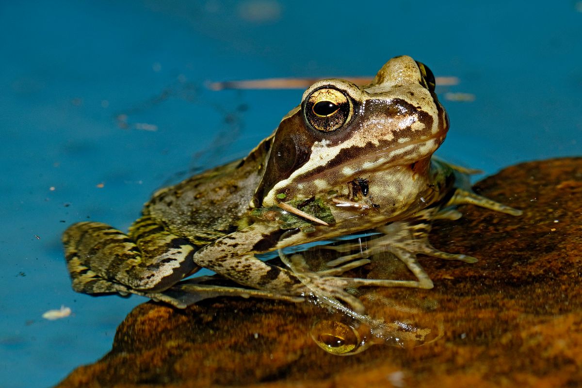 Der Grasfrosch wurde 2018 zum Lurch des Jahres gekürt.