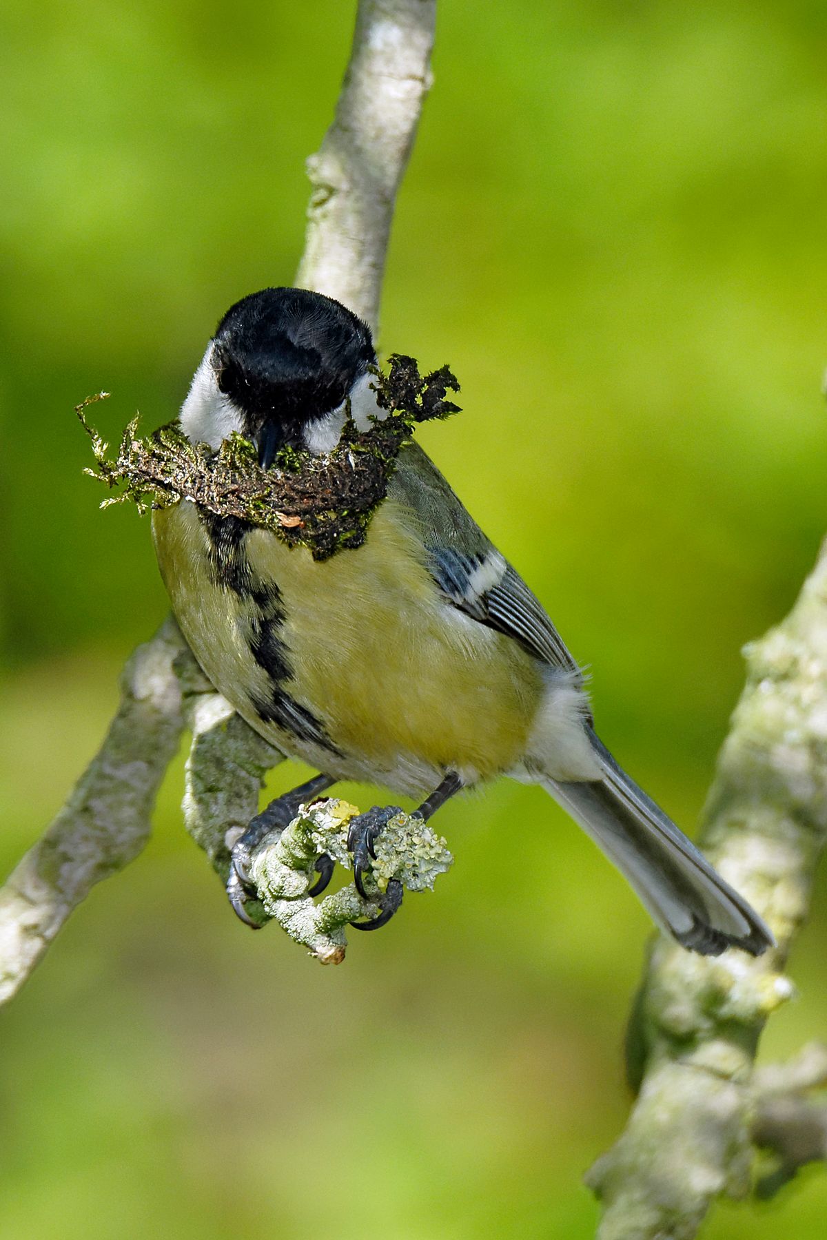 Die Kohlmeise (Parus major)