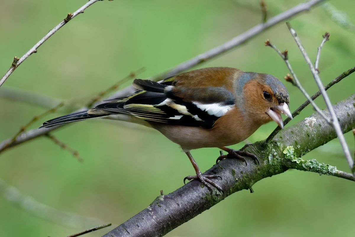 1:1 Bildausschnitt / Exif-Daten: -P- / F 4.5 / 1/200s / ISO : 400 / 400mm in APS-C Modus entspricht Äquivalent zu 35 mm eine Brennweite von 600mm