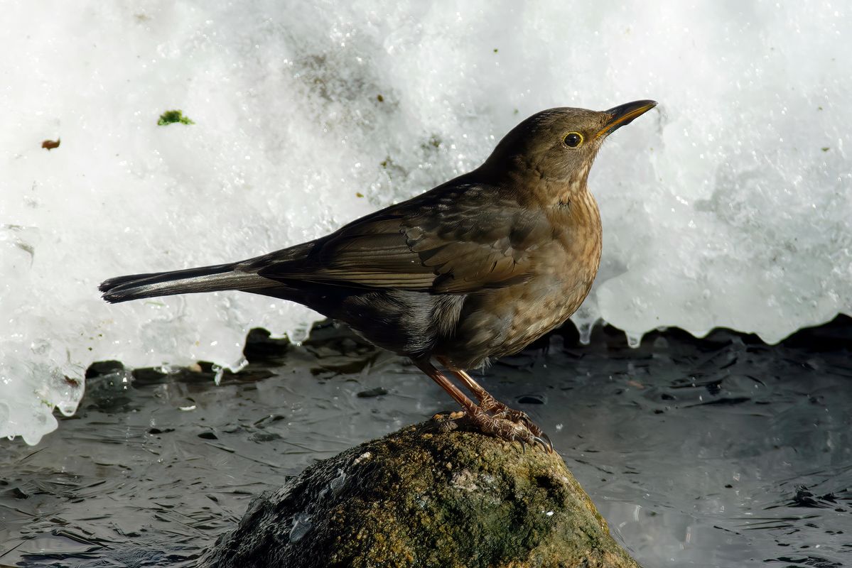 Das Amsel Weibchen oder Schwarzdrossel, hat ein dunkelbraunes Federkleid mit einer gefleckten Brust.