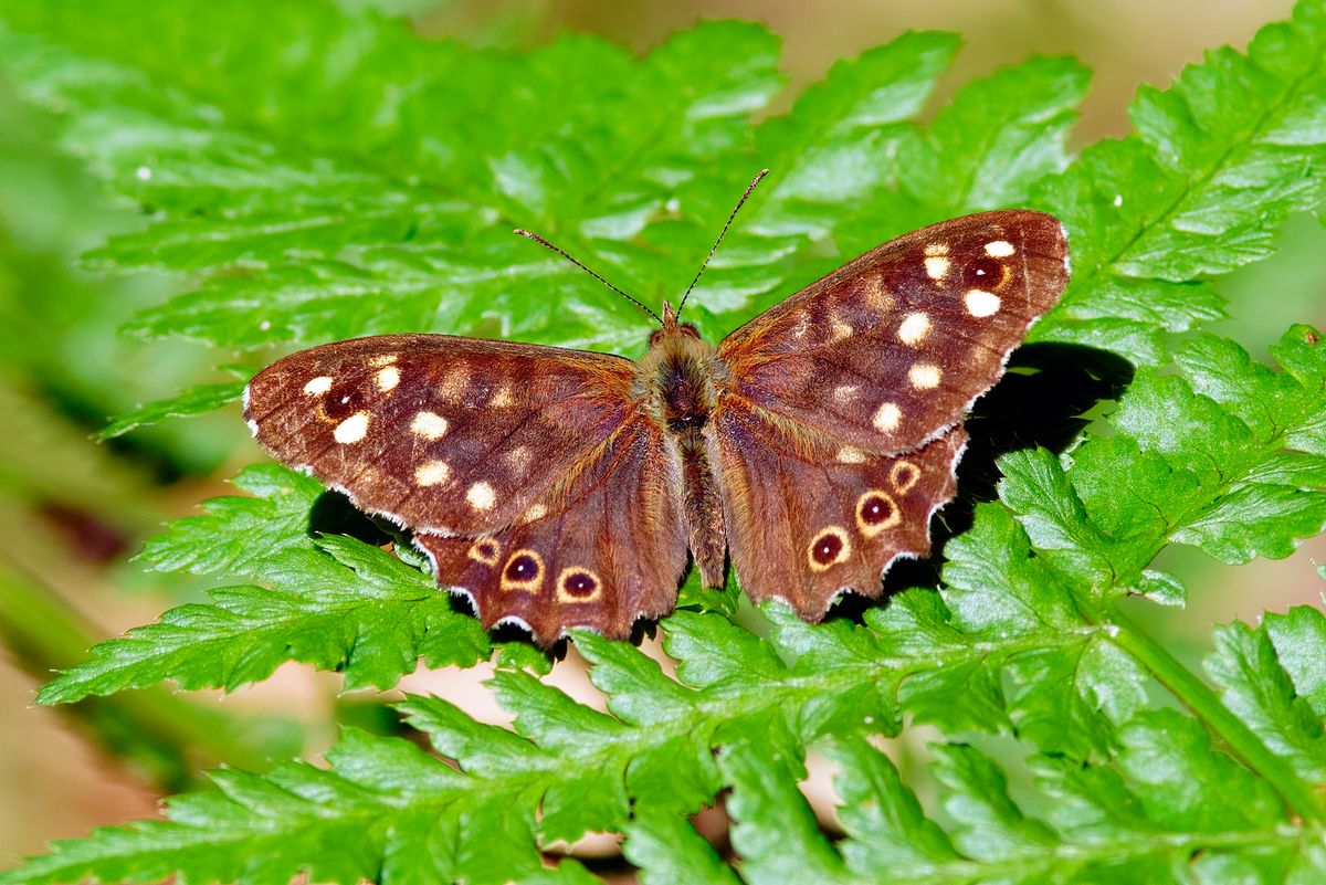 Das Waldbrettspiel ist ein Schmetterling der Wälder bevorzugt