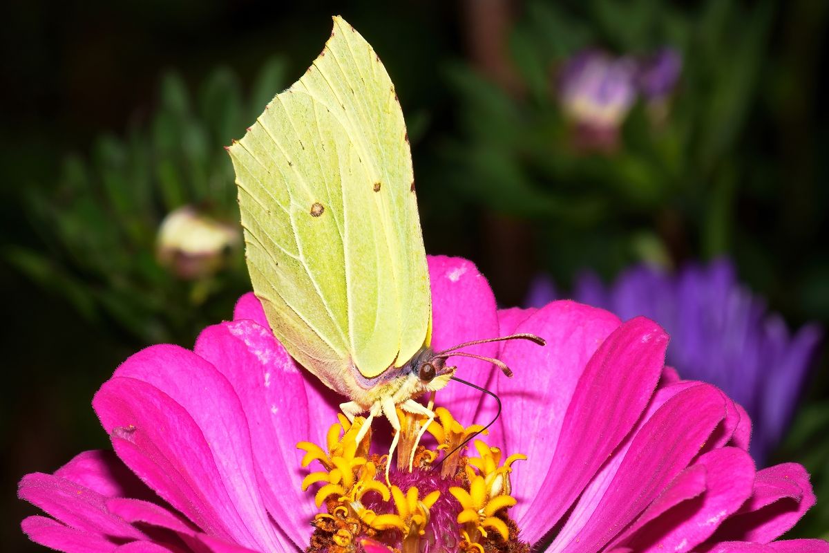 Der wissenschaftlicher Name des Zitronenfalter lautet: Gonepteryx rhamni / Dieser Zitronenfalter wurde in heimischen Garten aufgenommen.