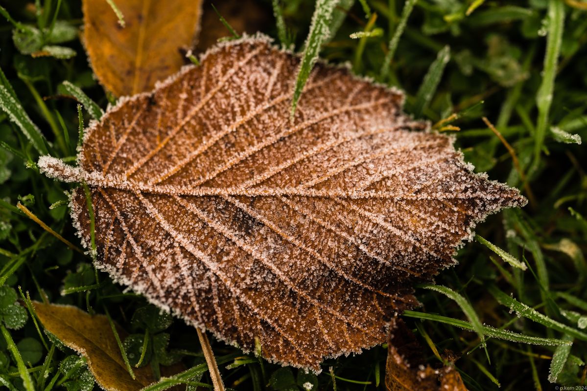 Die kleinen Eiskristalle wirken wie ein Zuckerrand