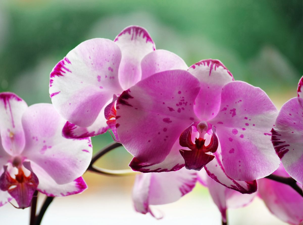 Orchidee