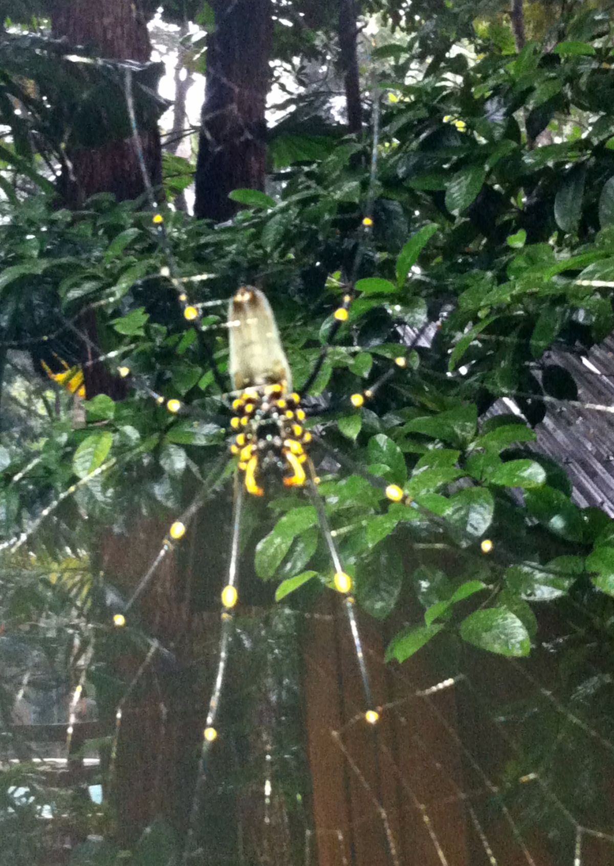 Golden Orb Spider, Daintree Rainforest, Queensland.