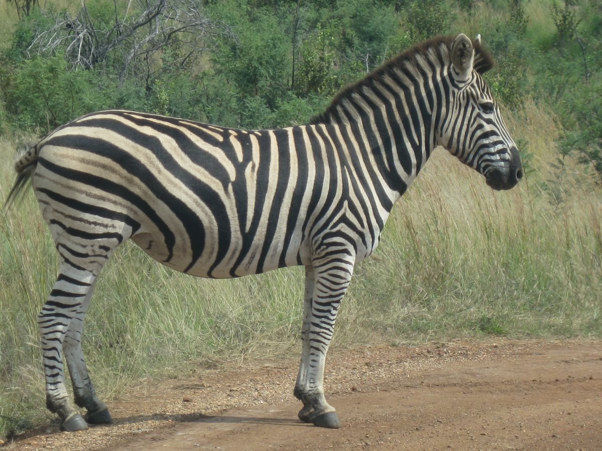 Pilanesberg National Park, South Africa