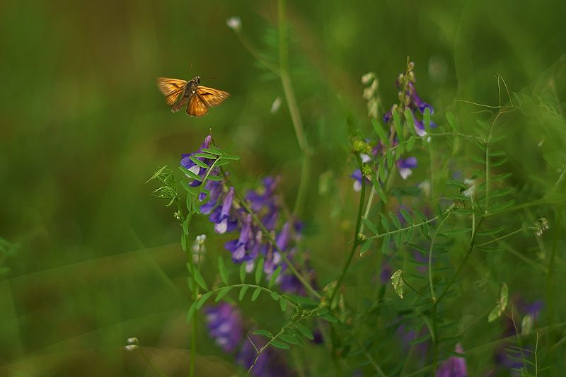 Motyl